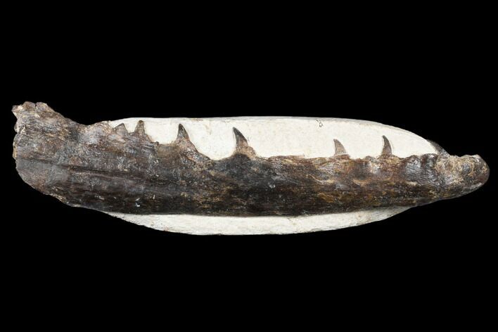 Fossil Mosasaur (Tethysaurus) Jaw Section - Asfla, Morocco #180851